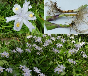 Iris Japonica Shaga Lily Japanese Fringed Japanese Crested Orchid 2 Rizhomes Ebay