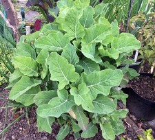 Perennial kale Ewiger kohl - rooted cutting/large plug-plant