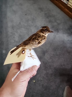 BMA19 Captive Raised Crested Lark (Galerida Cristata) Bird Mount Taxidermy
