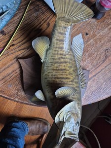 Vintage Wall Mount Bass