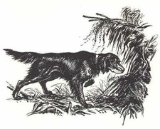 GORDON SETTER - CUSTOM MATTED - Dog Art Print - 1964