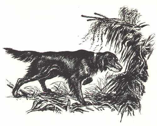 GORDON SETTER - CUSTOM MATTED - Dog Art Print - 1964
