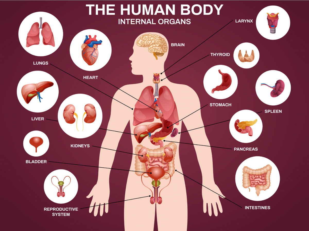 ORGANS IN THE BODY DIAGRAM LIST AND FUNCTIONS visual data 7