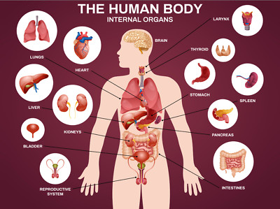 Pädagogischer menschlicher Körper innere Organe Diagramm Wandposter Druck Opt laminiert