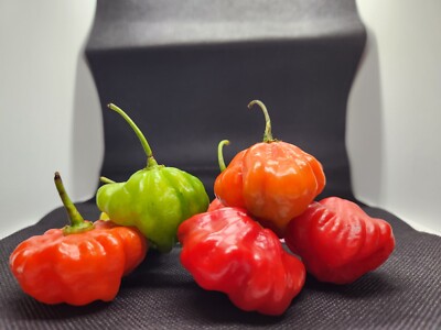 75 Fresh Seeds – Aji Dulce Puerto Rico Sweet Pepper, Capsicum Chinense