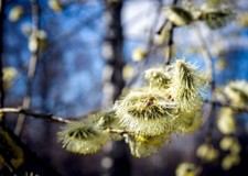 Willow Buds And Early Bee PREMIUM POSTER FILM PRINT HIGH QUALITY Thick paper