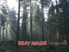PHOTO  SOUTH HOLMWOOD REDLANDS WOOD 2007