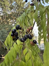 Curry leaves seeds (10 Count)