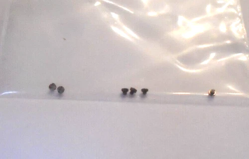 6 ILLINOIS 16 SIZE JEWEL SCREWS DOME TYPE #225 NOS  --BB-1456