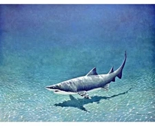 Richard Ellis Pencil Signed & Numbered  "Grey Nurse Shark" Lithograph Print 1977