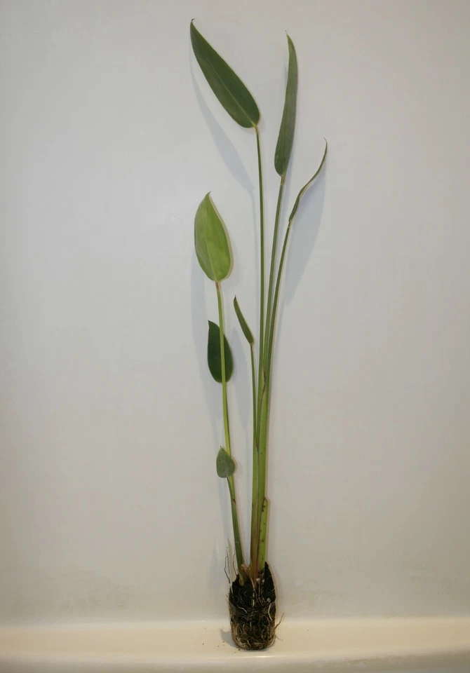 Thalia Dealbata Winter Hardy Aquatic Marginal Pond/Bog Plant Buy 2 Get 1 free - Image 3 of 3