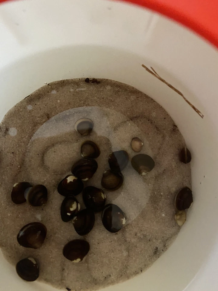 Cinco almejas vivas de agua dulce: perfectas para acuarios y estanques Foto 4 de 4