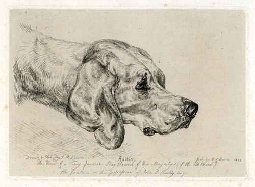 Etching - "Rattler," a favorite stag-hound of the King by J. F. Lewis - 1826