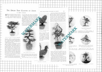 Zwergbaum Japan Bonsai Percy Collins Segiro Takagi Eida - 1907 Artikel / Druck