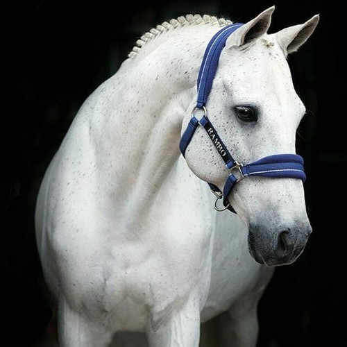 Couverture De Paddock Amigo Bravo 12 - Taille 81 - Bleu Marine - Horseware Ireland - Occasion