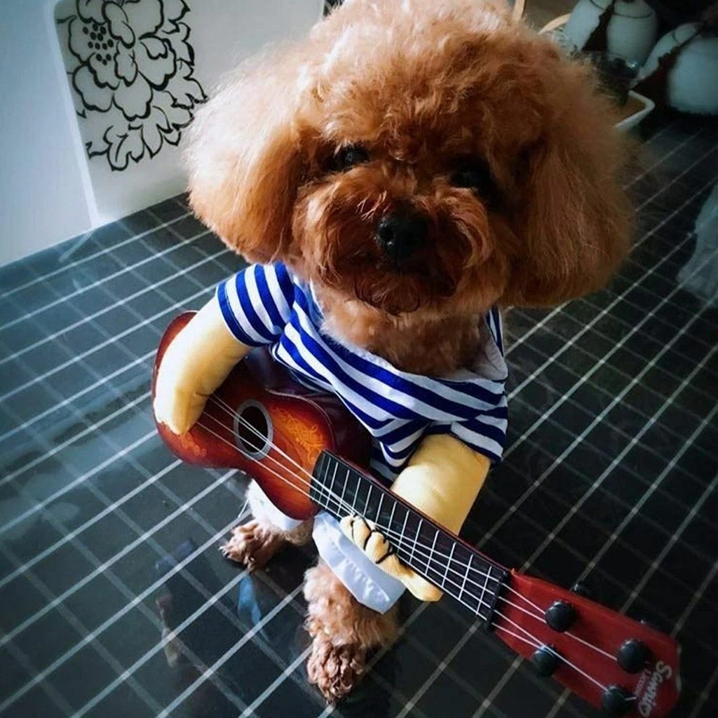 A puppy in a Louis Vuitton dress - Playground