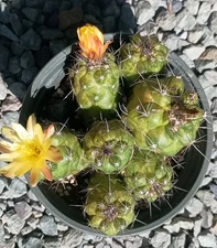 Copiopoa Humilis 6" Multi-head Cactus Cluster, Mature Flowering Rooted Plant