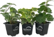 English Ivy Trio Variety - 3 Live Plants in 3 Inch Pots - Hedera Helix