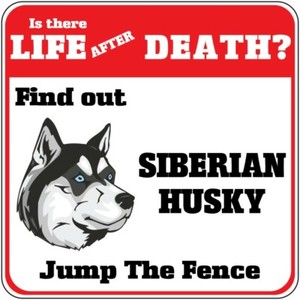 husky jumping fence