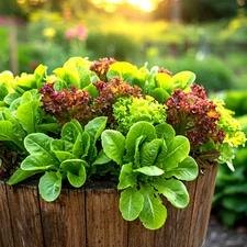 1000+ SEEDS LETTUCE SPRING MESCLUN MIX VEGETABLE HEIRLOOM NON-GMO FREE SHIPPING