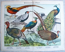 Chromo Lithograph 1886: Chicken-like Birds. Silver Gold Pheasant Argus Gloss Peacock Tr