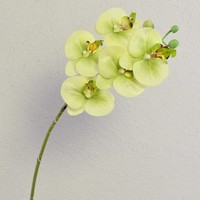 Artplants Deko Phalaenopsis Zweig Emilia, Real Touch, Creme - GrüN, 60Cm