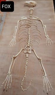 Genuine Fox Skeleton