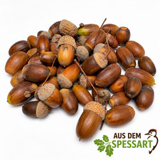 25 - 500 St&uuml;ck Frische Eicheln - Basteln - Dekoration  -  Aus dem Spessart