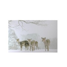 Northlight Fiber Optic Lighted Winter Woods Deer Canvas Wall Art 12" x 11.75"