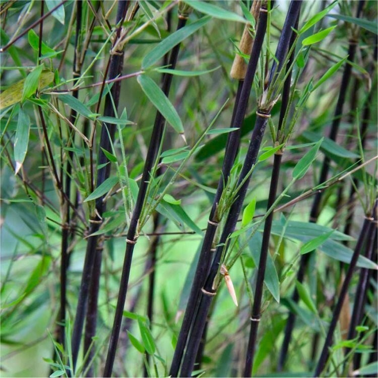 NITIDA black pearl small clump Live Screen Bamboo Plant unpotted 2-3 stems  | eBay