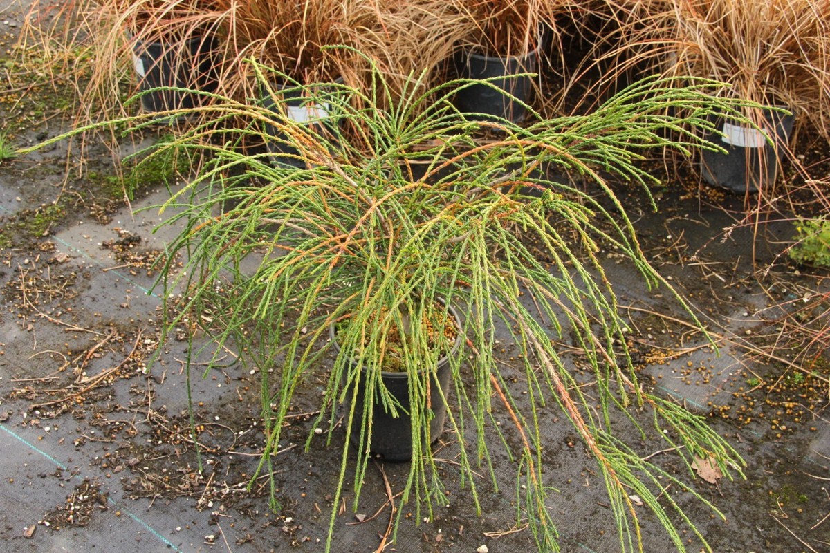 Thuja plicata 'Whipcord' - Western Red Cedar *Live Plant | eBay