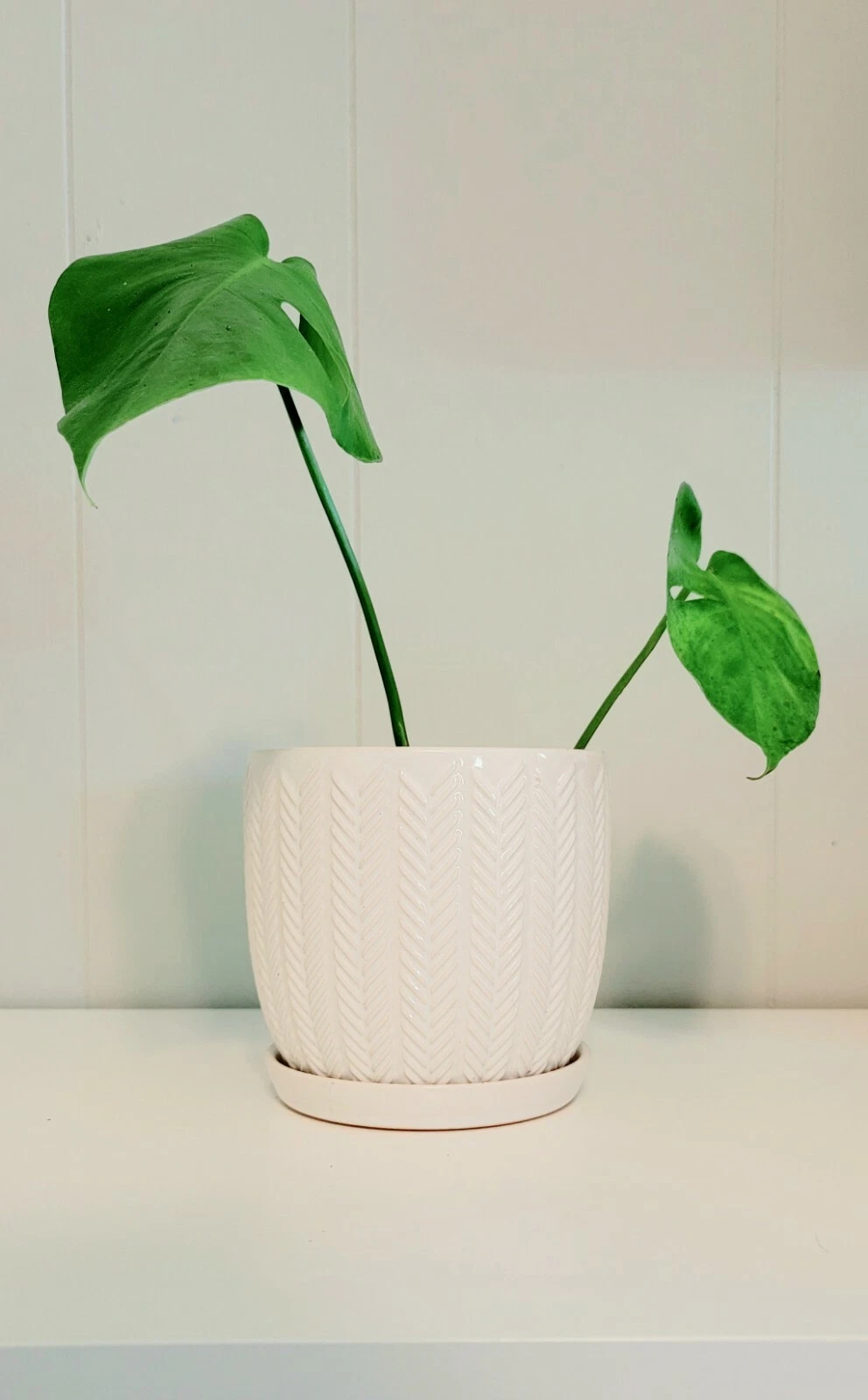 Philodendron Monstera Deliciosa | Swiss Cheese Plant | Bare Root | FREE SHIPPING
Opens in a new wind