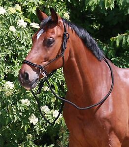 Waldhausen Knotenhalfter Mit Zugel 3 Grossen Gebissloses Reiten Ebay