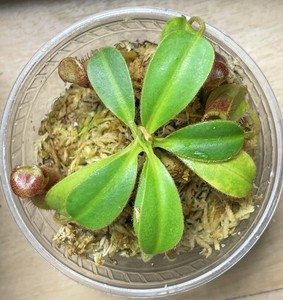 Nepenthes Trusmadiensis | eBay