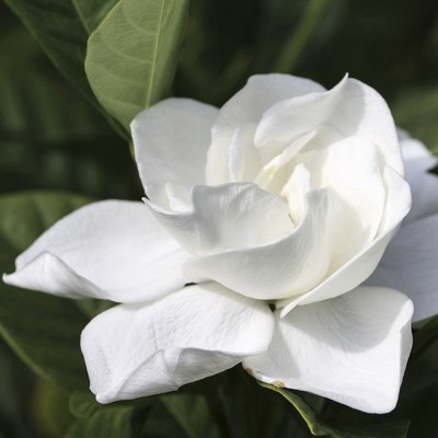 ORIGINAL RELEASE! Jo Malone VINTAGE GARDENIA 3.4oz • Discontinued