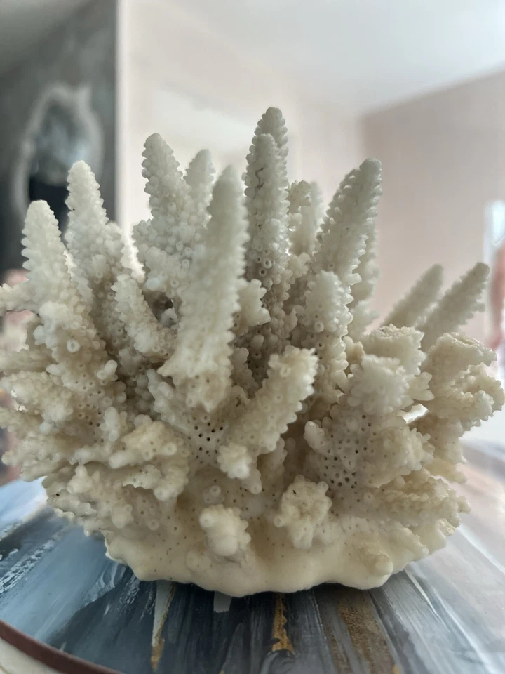 Vintage Beautiful Coral Stag Horn Natural 280g Weight Good Display Size - Image 2 of 4