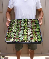 50 Assorted Succulent Plants - 2 inch pot -Many varieties Great for Wedding 