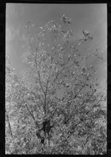 8" x 10" Photo  Knocking pecans out of tree, San Angelo, Texas