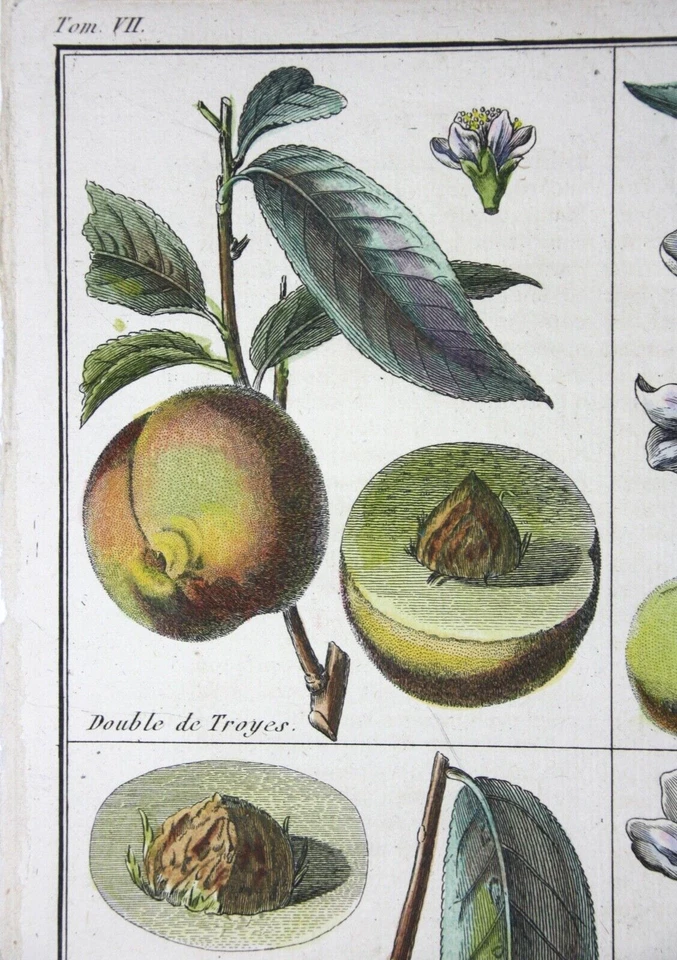Pfirsich, Avant-Pêche, altkol. Kupferstich aus Rozier "Cours d'agriculture" 1786 - Bild 2 von 4