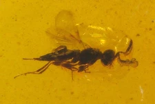 Female Wasp with Ovipositor and Roach in Burmese Amber Fossil Dinosaur Age