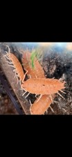 50  Powder Orange Cream Isopods W/ Spring Tails- Porcellionides pruinosus