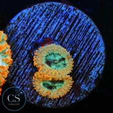 CS UTTER PEACE ZOA - WYSIWYG LIVE CORAL