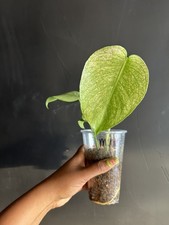 Variegated Monstera Mint Plant