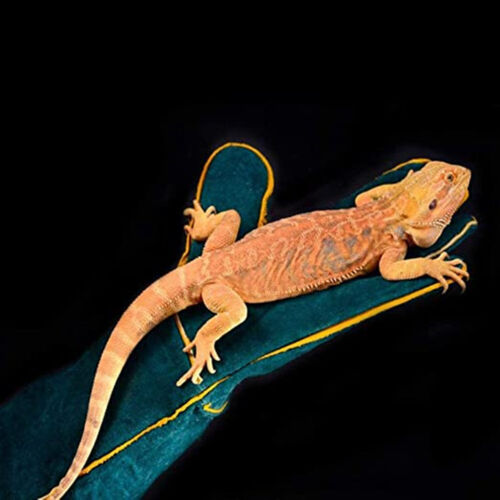 Animal Handling Gloves Leather Sleeve Bite Proof Dog Cat Bird Reptile Protection - Picture 2 of 9