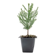 Giant Sequoia Trees in 2.5” Nursery Cubes (Sequoia gigantea) | Evergreen Conifer