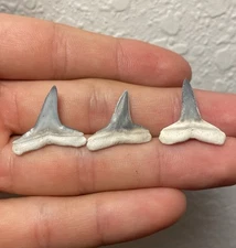 Lemon Shark Teeth From Bone Valley Florida Set Of 3 High Quality Fossils