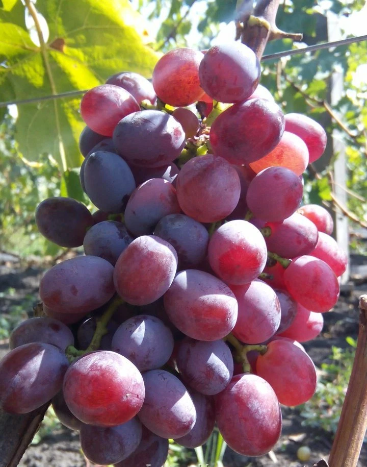 Wink grape- 5 cuttings for rooting or grafting