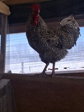 New Farmer Starter 6 Pack! 6 Fertile Purebred Chicken Eggs different breeds!