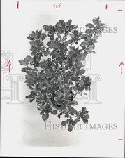 1981 Press Photo Variegated Japanese Pittosporum Plant - hpa39378