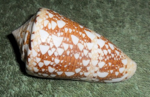 RA RFM 86694 Conus ammiralis Linne 1758 70.1mm Taken by hookah diver at 25 meter